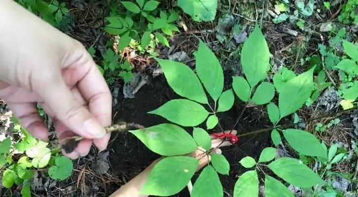 重楼种植技术与管理方案（掌握重楼种植的关键要素）
