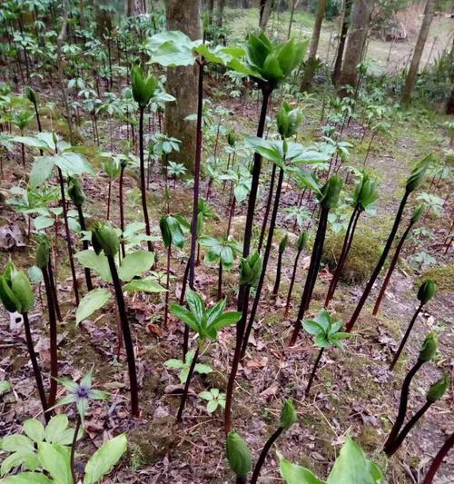 重楼种植技术与管理方案（掌握重楼种植的关键要素）