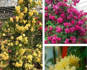 哪种爬墙花一年四季开（常见爬藤花卉大全）
