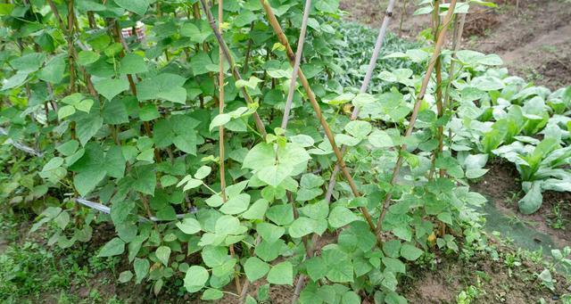 芸豆八月份还可以种吗（芸豆种植技术要点）