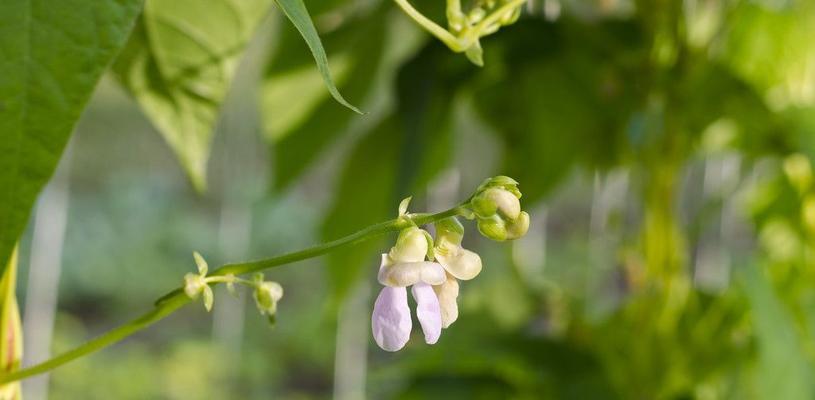 芸豆八月份还可以种吗（芸豆种植技术要点）