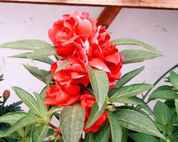怎样种凤仙花种子（凤仙花种植方法步骤）