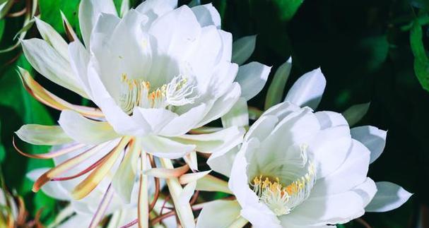 昙花怎样养殖开花快（昙花养护的正确方法）