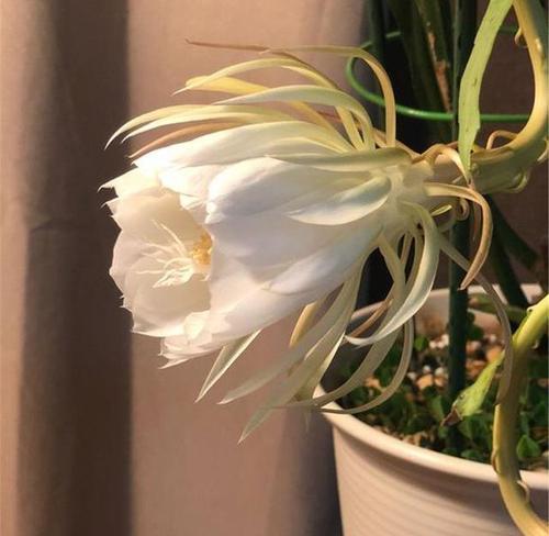 昙花怎样养殖开花快（昙花养护的正确方法）
