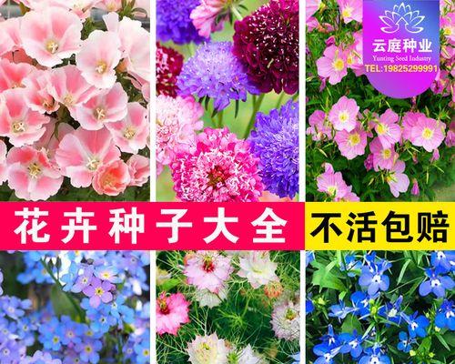 勿忘我花种子怎么种（勿忘我播种方法和时间）