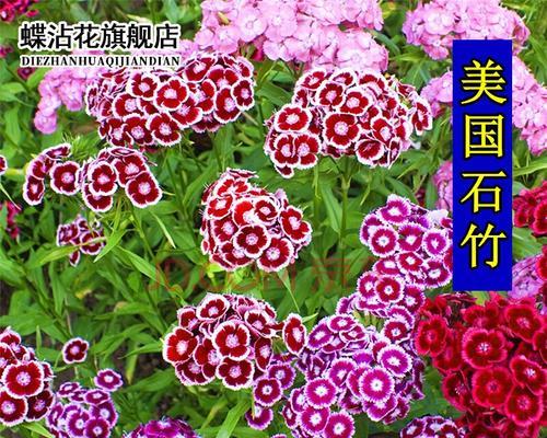 石竹花如何繁殖（石竹花扦插方法和时间）
