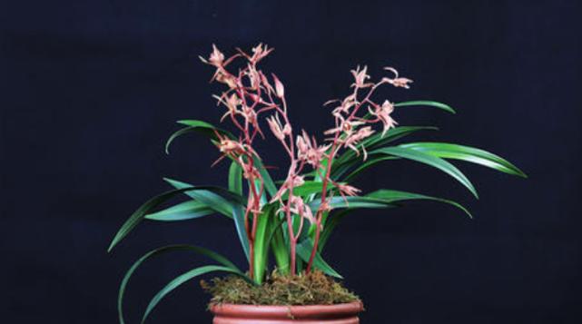墨兰什么时候开花季节（观赏墨兰花期简介）