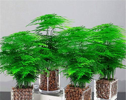 办公室种什么盆栽植物（办公室绿植品种介绍）