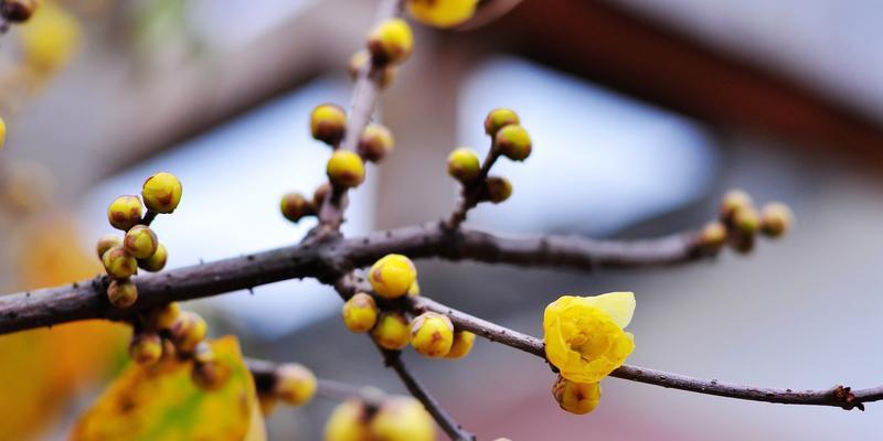 腊梅花几月开花（详解腊梅花的花期季节）