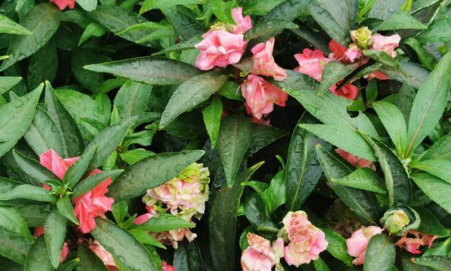 凤仙花最晚几月份种（凤仙花种子种植方法和时间）