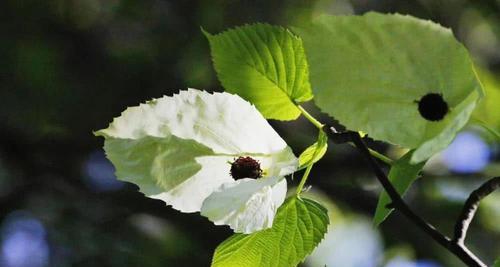 活化石植物是什么意思（古老植物活化石）