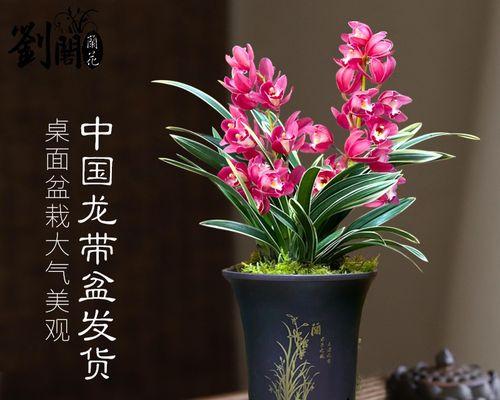 兰花苗怎样栽种（兰花苗栽种的方法及注意事项）