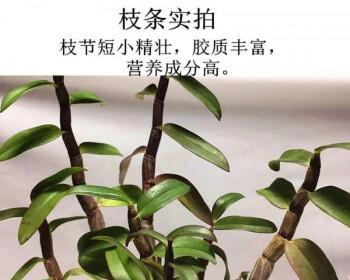 怎样种植铁皮石斛（铁皮石斛的种植条件和技术要点）