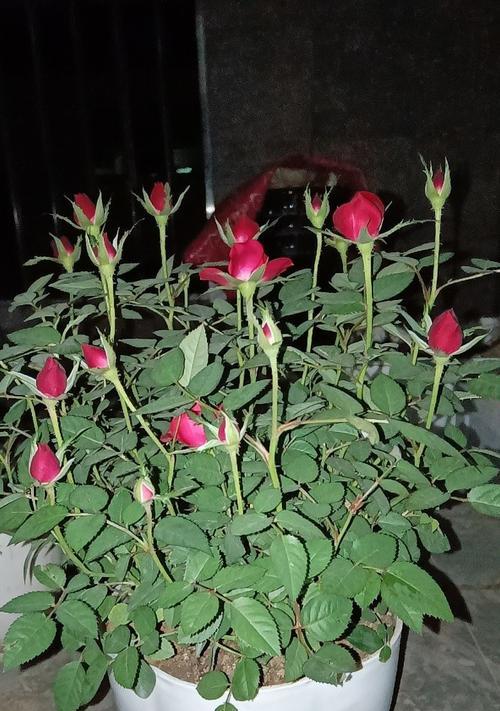 玫瑰花的种植与栽培方法（从选址到施肥）