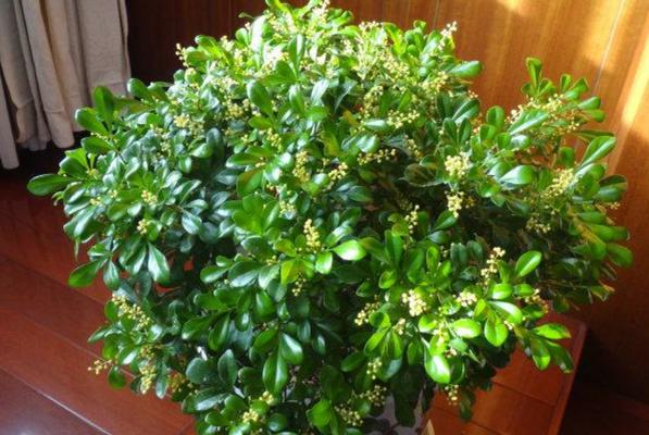 米兰怎么养才能开花（分享让米兰开花的窍门）