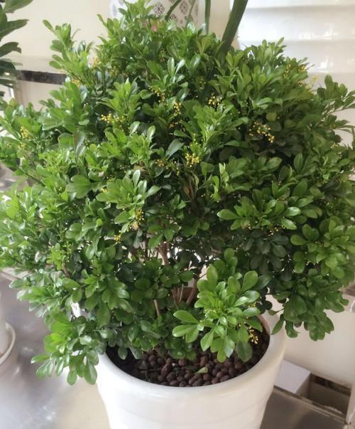 米兰怎么养才能开花（分享让米兰开花的窍门）