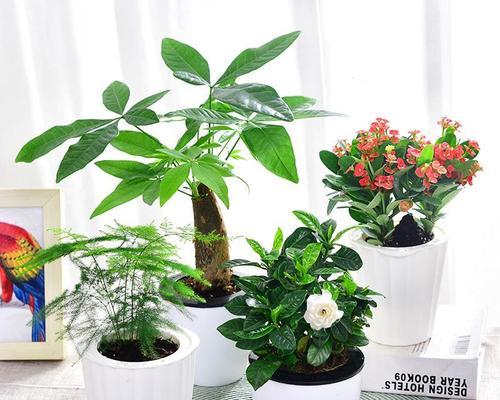 室内盆栽花卉大全（15种最适合室内养殖的花卉推荐）