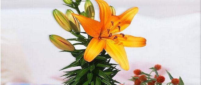百合花怎么养盆栽（百合花的栽培技术要点）