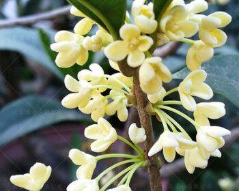 桂花品种介绍大全（经典的桂花种类）
