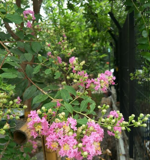 紫薇树怎样修剪容易开花（紫薇树修剪方法图解）