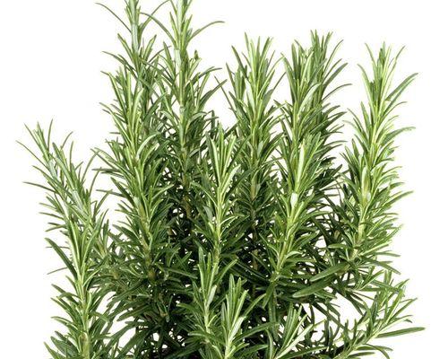迷迭香怎么种（迷迭香种植方法全过程）