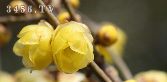 腊梅树种子怎么种（家养腊梅花树方法讲解）