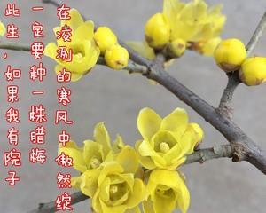 腊梅小苗怎么养（腊梅盆栽的养护知识）