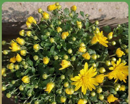 波斯菊花如何种植（波斯菊的种植方法和时间）