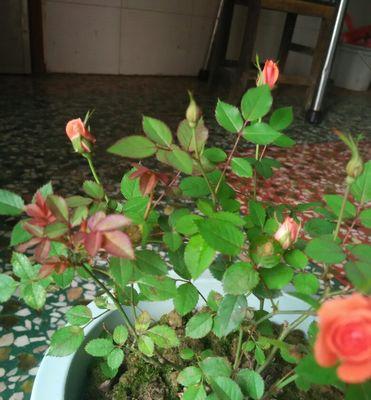 月季花什么时候修剪（月季修剪时间和方法）