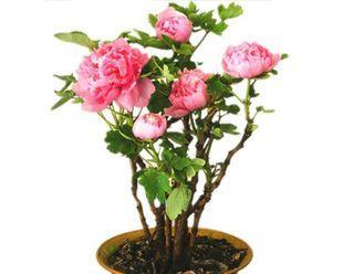 牡丹花种子怎样种植（有关牡丹花种子种植时间和方法）