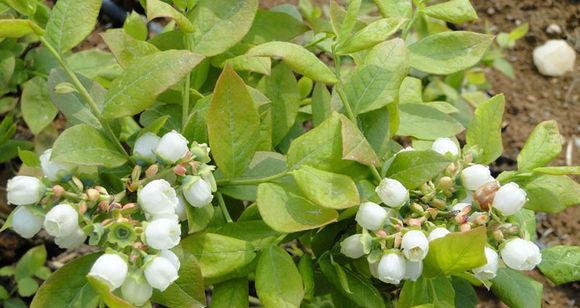 蓝莓适合什么环境种植（蓝莓的种植条件和环境）