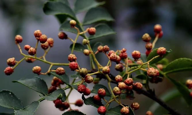 花椒树怎么种才能活（花椒树的种植与管理技术）