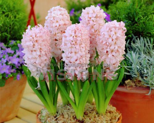 风信子花期是什么时候（描述风信子的开花时间）