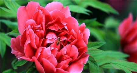 牡丹花几月开花（有关牡丹花花期简介）