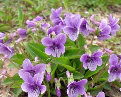 紫花地丁种子种植方法（栽培紫花地丁的技术）