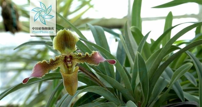 兰科植物有哪些品种（常见的兰花种类排名）