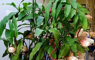 昙花用深盆还是浅盆好（有关昙花的养殖方法）