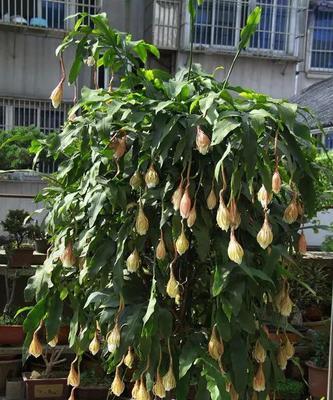 昙花用深盆还是浅盆好（有关昙花的养殖方法）