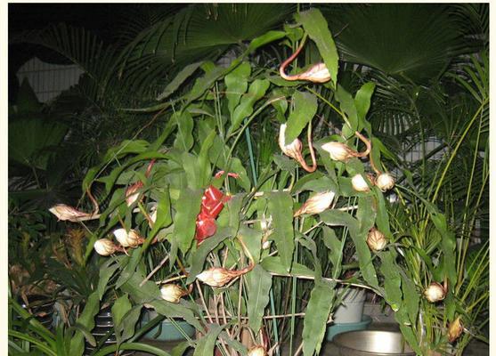 昙花用深盆还是浅盆好（有关昙花的养殖方法）