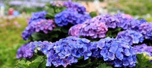 绣球花的花语及象征意义（探究绣球花的寓意与传统象征）