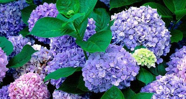 绣球花的花语及其意义（探索绣球花的花语与文化象征）