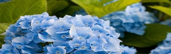 绣球花的花语及其意义（探索绣球花的花语与文化象征）