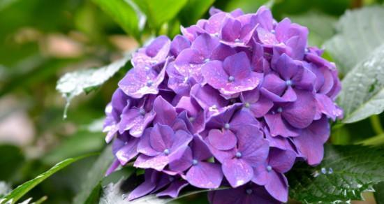 绣球花的花语和寓意（探秘绣球花的花语与象征）