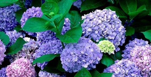 绣球花的花语及象征意义（探索绣球花的花语和传递的情感）