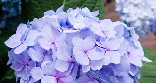 绣球花的花语及象征意义（探索绣球花的花语和传递的情感）