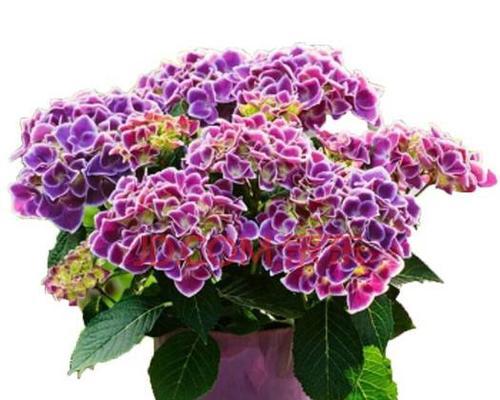 绣球花的花语象征与寓意（绣球花的花语传递无言的情感）