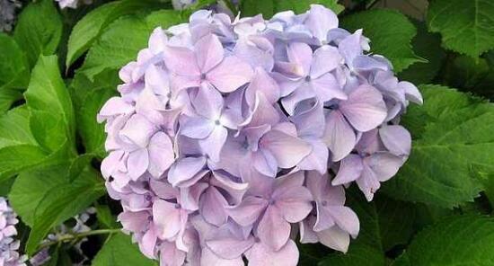 绣球花的花语象征与寓意（绣球花的花语传递无言的情感）
