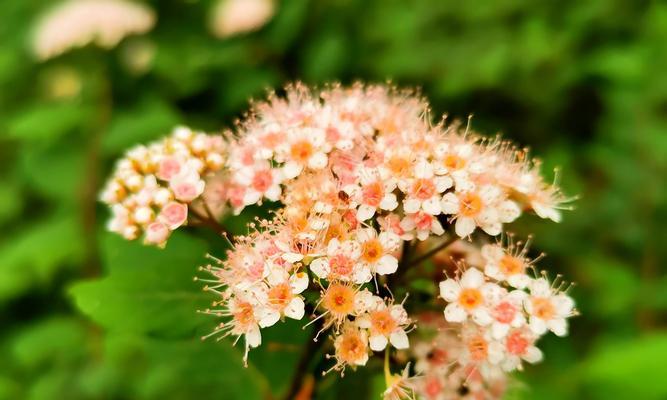 绣线菊花语之美（花海中的祝福与悠扬）