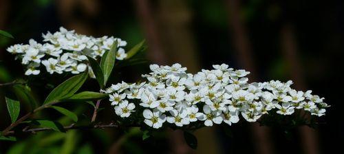 绣线菊花语之美（花海中的祝福与悠扬）