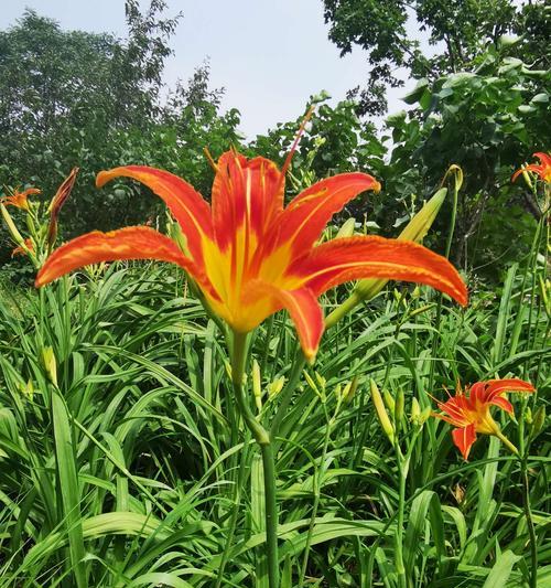 以萱草的花语与传说（探索以萱草为主角的传说与花语）